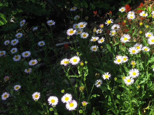 Bolan Mt & Redwoods-117.JPG - Bolan Mt